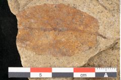Foto (Detailansicht) von Quercus palaeoilex Ettingshausen (NHMW-GEO-2024-0188-6369)